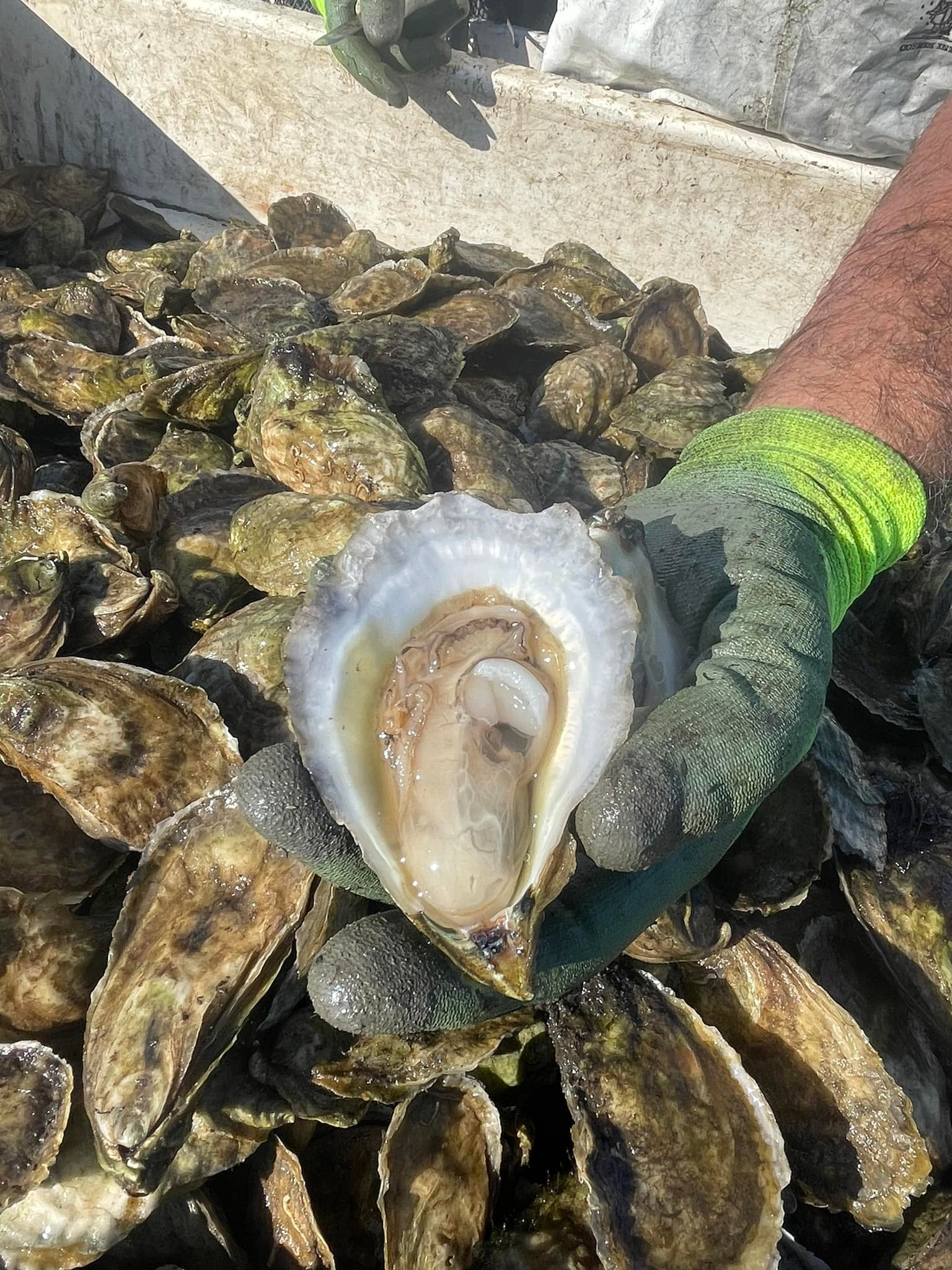 Oysters- 50 count