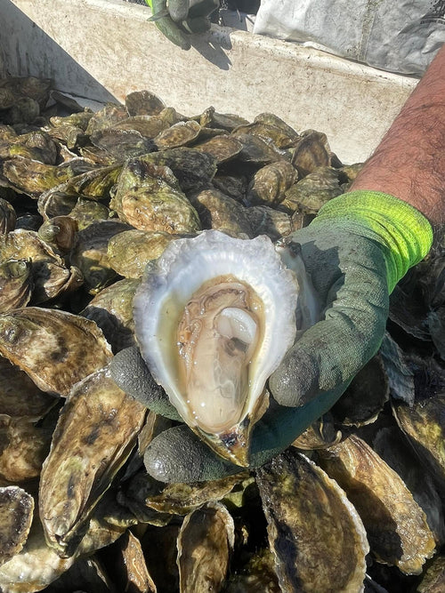 Oysters- 50 count